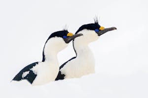 Shags© Jack Uellendahl