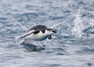 Chinstrap Penguin© Jack Uellendahl