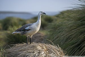 Upland Goose© Scott Davis