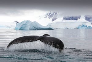 Humpback Whale © Scott Davis