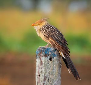 Guira Cuckoo© Grace Chen