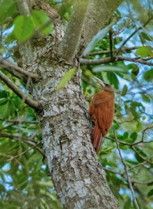 Great Rufous Woodcreeper© Grace Chen