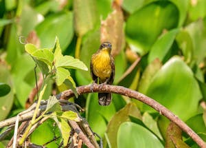 Unicolored Blackbird© Grace Chen