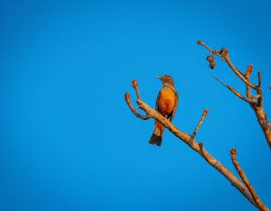 Rufous Bellied Thrush© Grace Chen