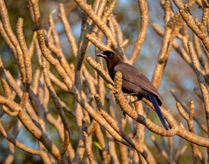 Purplish Jay© Grace Chen