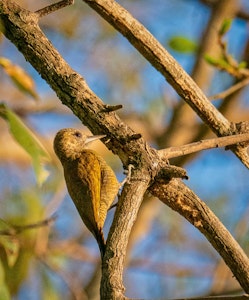 Little Woodpecker© Grace Chen