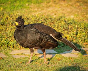 Bare-faced Curassow© Grace Chen