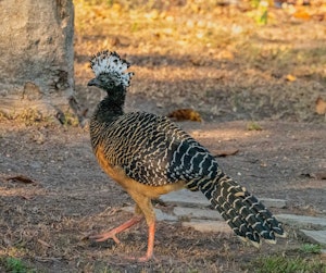 Bare-faced Curassow© Grace Chen