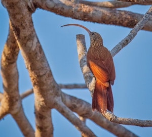 Red-billed Scythebill© Grace Chen