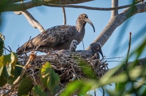 Plumbeous Ibis© Grace Chen