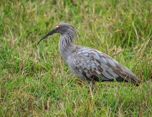 Plumbeous Ibis© Grace Chen