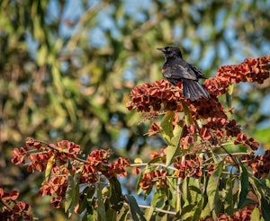 Variable Oriole© Grace Chen