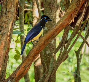 Plush-crested Jay© Grace Chen