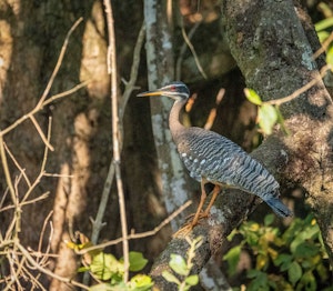 Sunbittern© Grace Chen