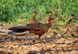 Chested-bellied Guan© Grace Chen