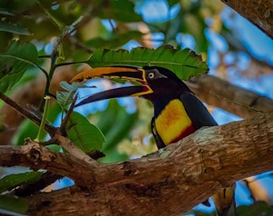 Chesetnut-eared Aracari© Grace Chen