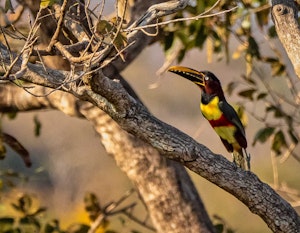 Chesetnut-eared Aracari© Grace Chen