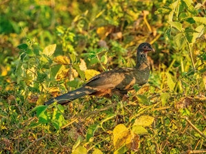 Chaco-Chachalaca© Grace Chen