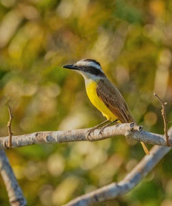 Great Kiskadee© Grace Chen