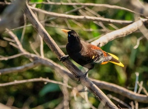 Oropendola© Grace Chen