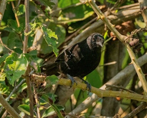 Mato-grosso Antbird© Grace Chen