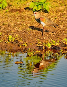 Soutern Lapwing© Grace Chen