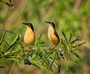 Black-capped Donacobius© Grace Chen