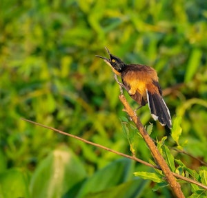 Black-capped Donacobius© Grace Chen