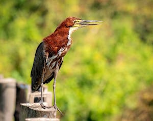 Tiger Heron© Grace Chen