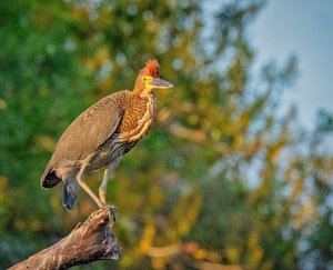 Tiger Heron© Grace Chen