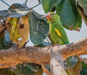 Yellow-Chevroned Parakeet© Grace Chen