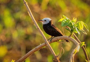 White-headed Marsh Tyrant© Grace Chen