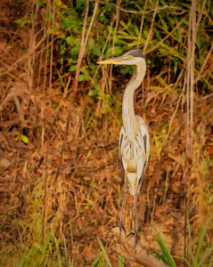 Cocoi Heron© Grace Chen