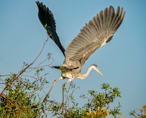 Cocoi Heron© Grace Chen