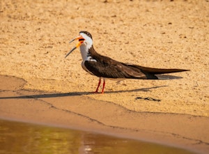 Black Skimmer© Grace Chen