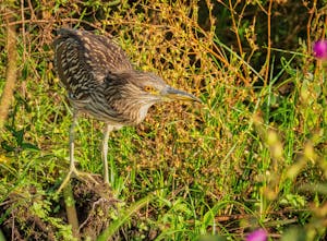 Black-crowned Nigh Heron© Grace Chen