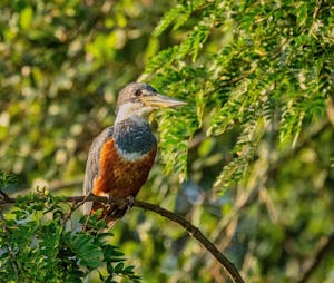 Ringed Kingfisher© Grace Chen