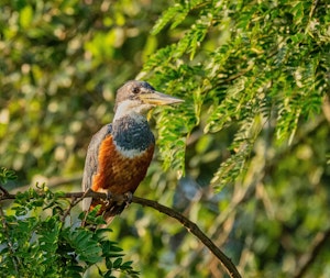 Ringed Kingfisher© Grace Chen