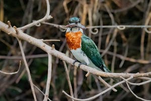 Amazon Kingfisher© Grace Chen