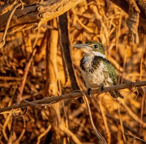 Amazon Kingfisher© Grace Chen