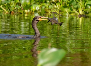 Neotropic Cormorant© Grace Chen