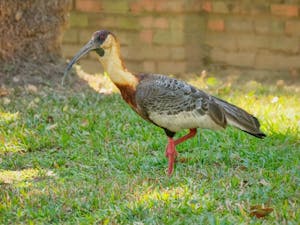 Buff-necked Ibis© Grace Chen