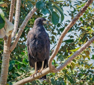 Great Black Hawk© Grace Chen