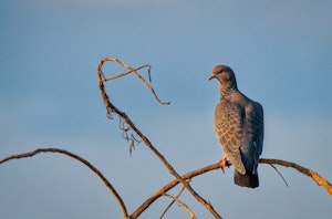 Picazuro Pigeon© Grace Chen