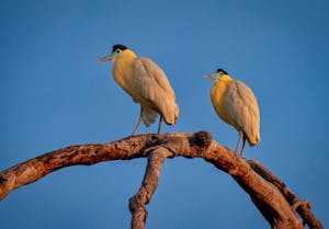 Capped Heron© Grace Chen