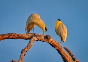 Capped Heron© Grace Chen