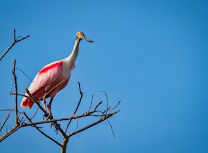 Roseate Spoonbill© Grace Chen