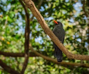 Black-Fronted Nunbird© Grace Chen