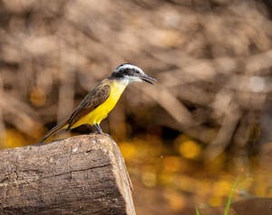 Lesser Kiskadee© Grace Chen