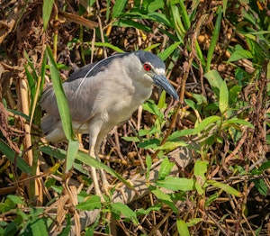 Black-crowned Night Heron© Grace Chen